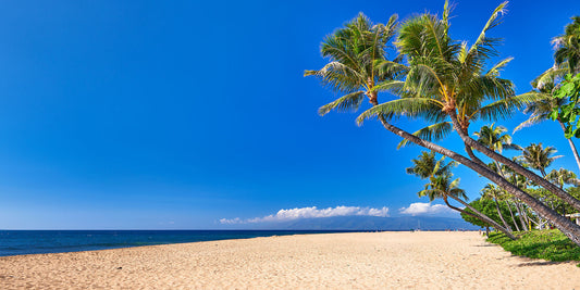 The Ultimate Companion for a Relaxing Beach Day