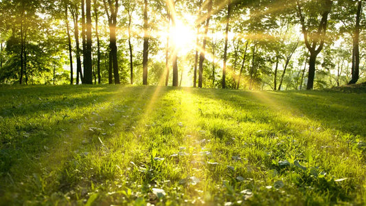 Why THC Drinks Just Make Sense for Spring Hangouts