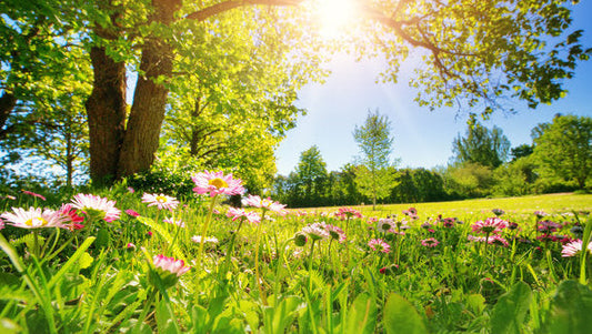 Why Citrus THC Drinks Hit Different in Spring